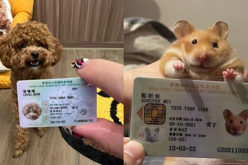 V Hongkongu musia mať domáci miláčikovia svoj pas: Pozrite si roztomilé FOTKY, ako na nich pózujú!